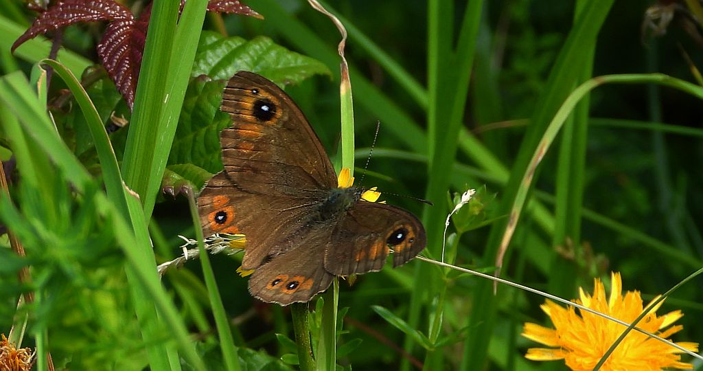 Osadnik kostrzewiec (Lasiommata maera)