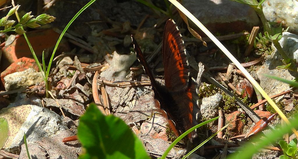 Górówka boruta (Erebia ligea)