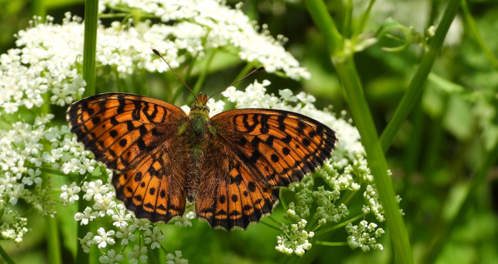 Dostojka ino (Brenthis ino)