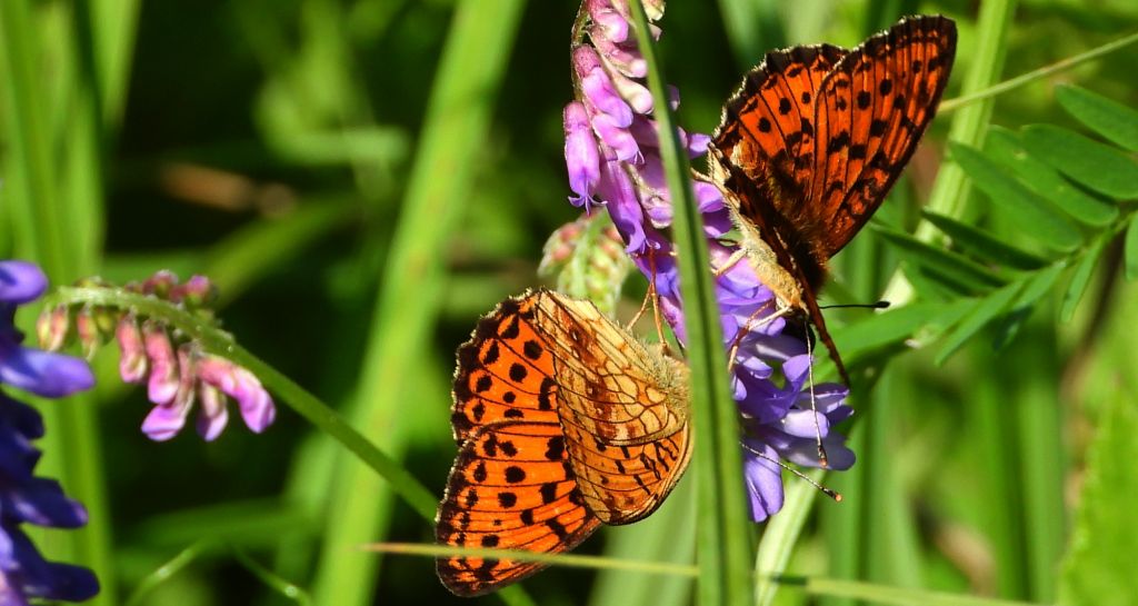 Dostojka ino (Brenthis ino)