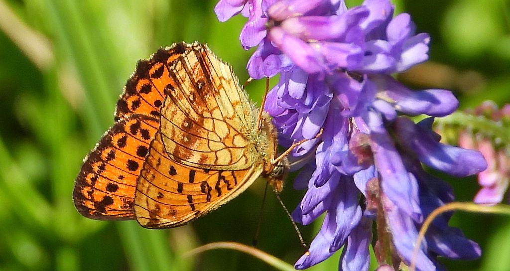 Dostojka ino (Brenthis ino)