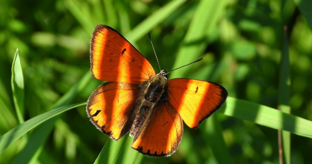 Czerwończyk nieparek, czerwończyk większy (Lycaena dispar)