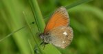 Strzępotek glicerion (Coenonympha glycerion)