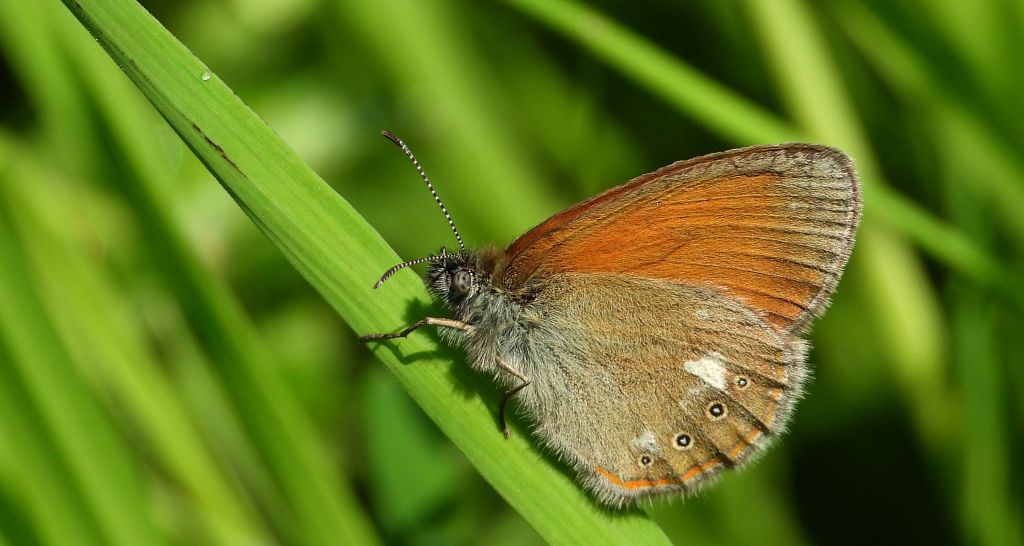 Strzępotek glicerion (Coenonympha glycerion)
