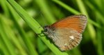 Strzępotek glicerion (Coenonympha glycerion)