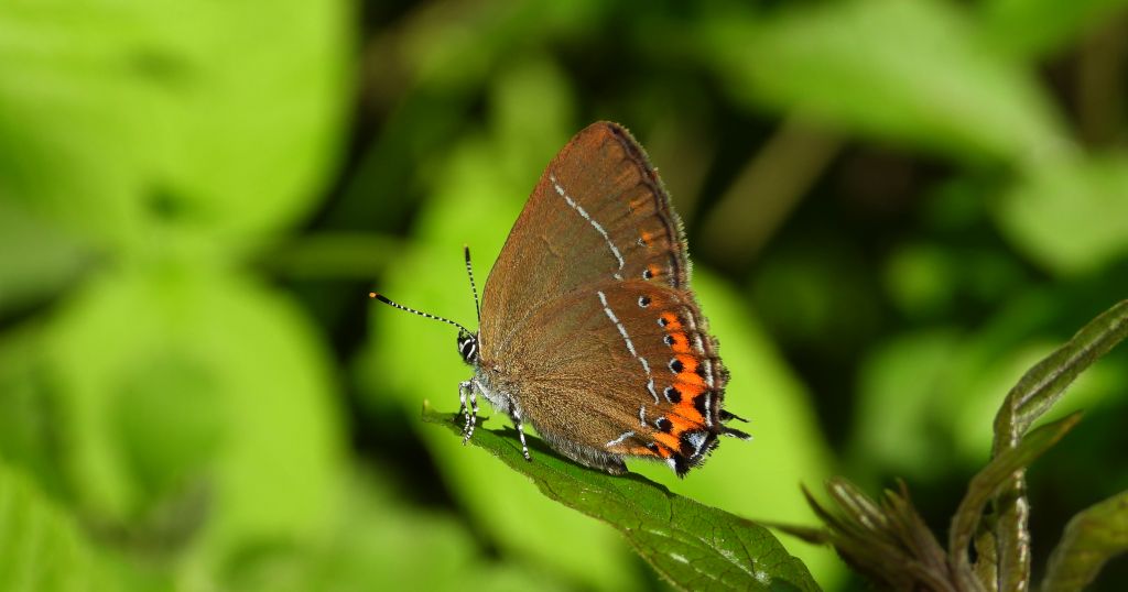 Ogończyk śliwowiec (Satyrium pruni)