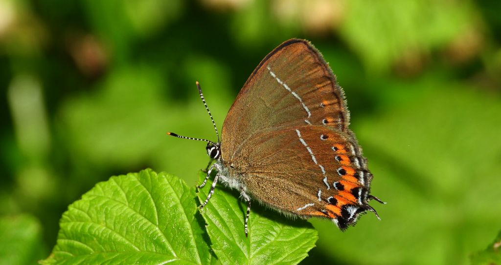Ogończyk śliwowiec (Satyrium pruni)
