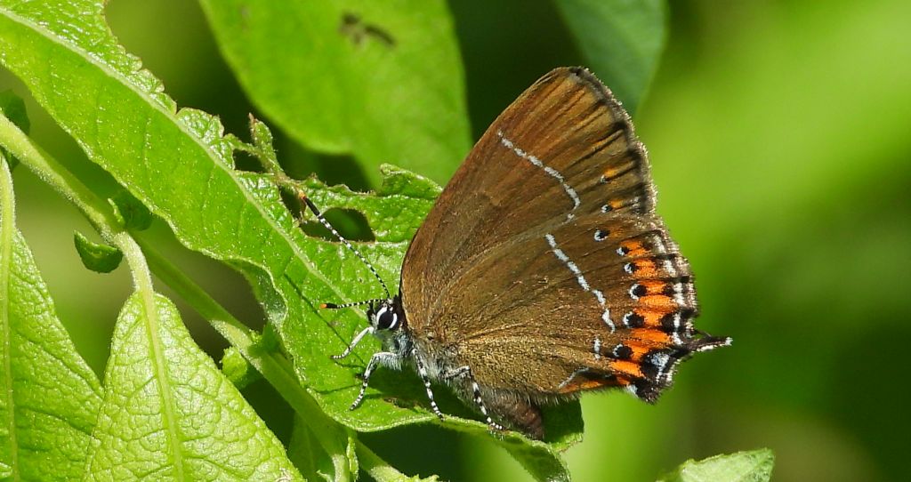 Ogończyk śliwowiec (Satyrium pruni)