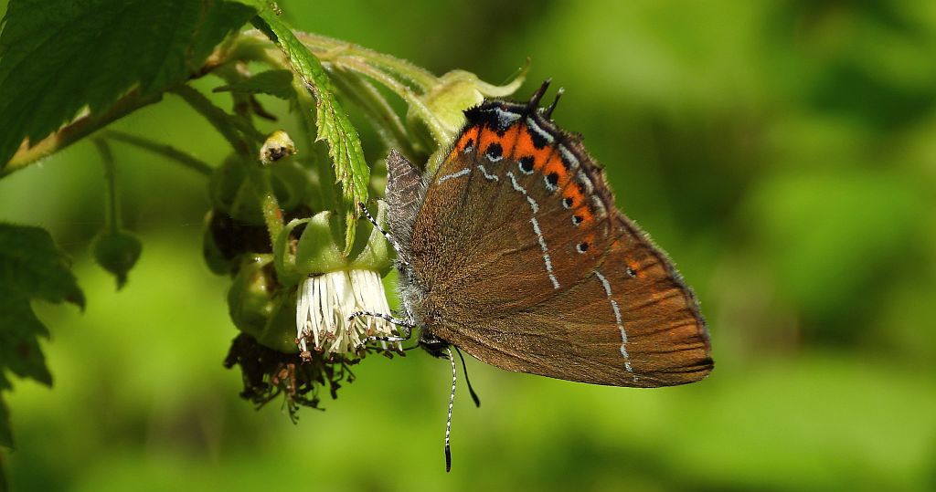 Ogończyk śliwowiec (Satyrium pruni)