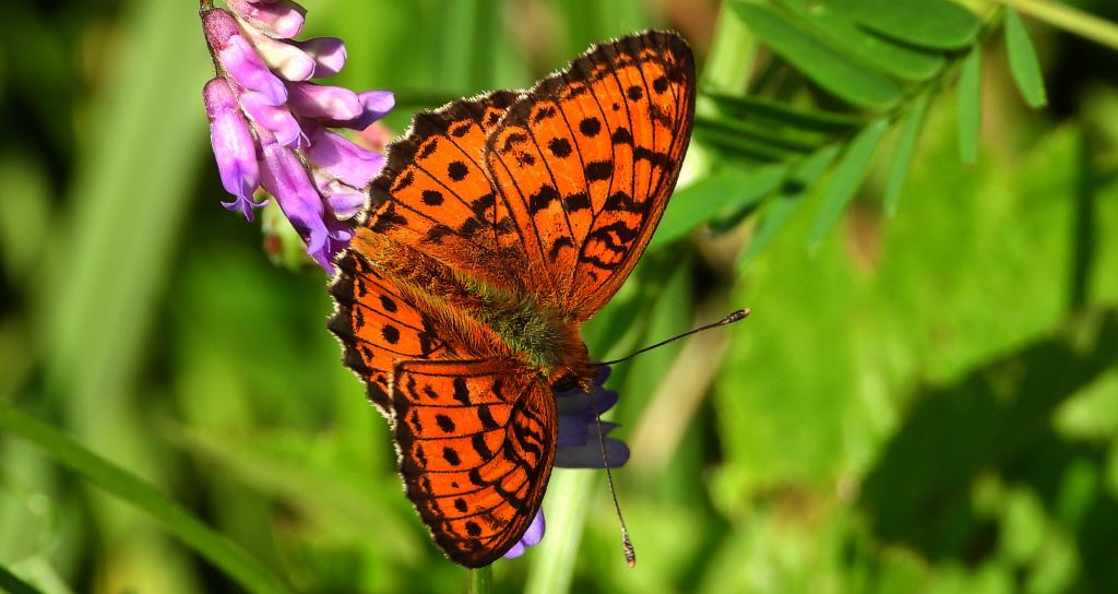 Dostojka ino (Brenthis ino)