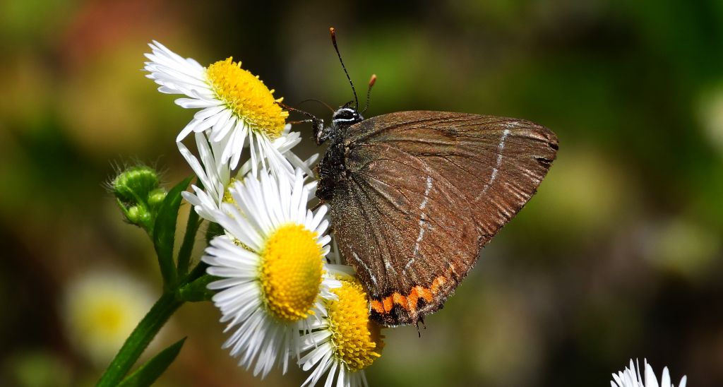Ogończyk wiązowiec (Satyrium w-album)