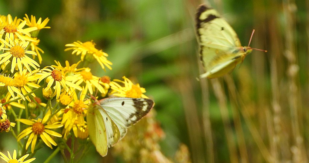 Szlaczkoń siarecznik (Colias hyale)