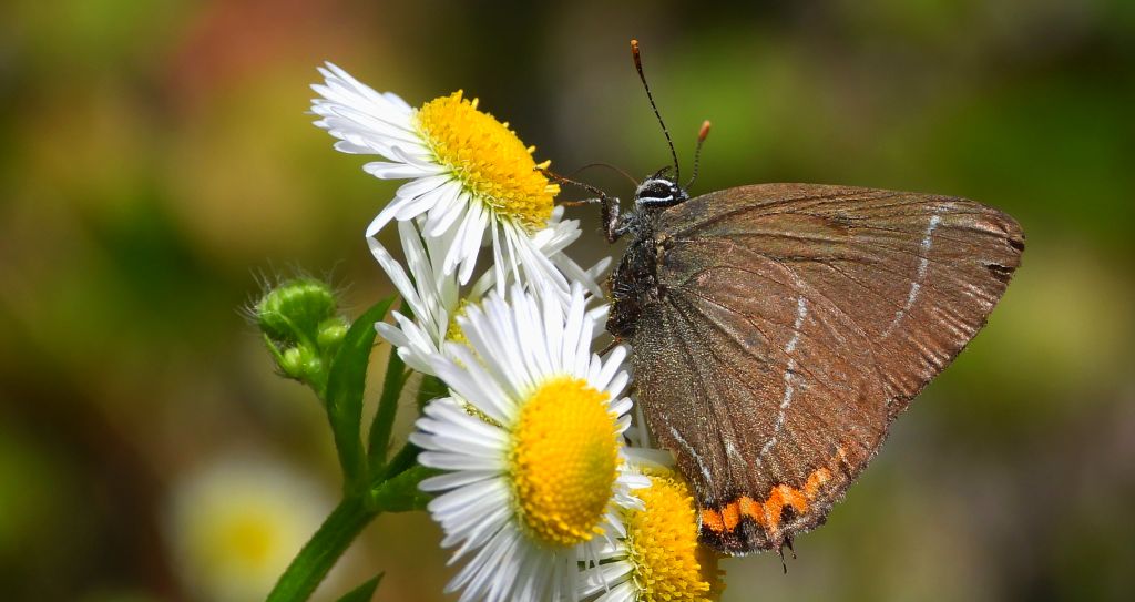 Ogończyk wiązowiec (Satyrium w-album)