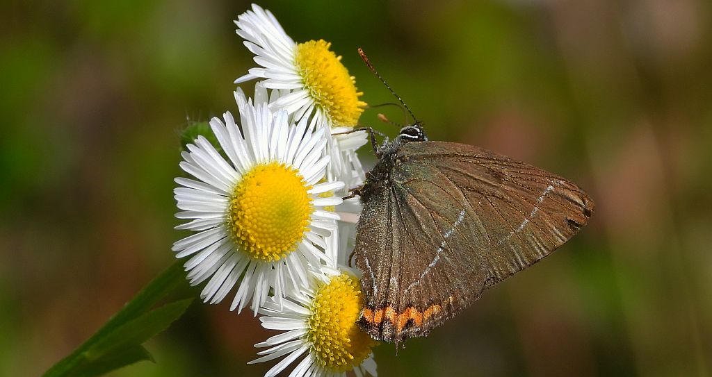 Ogończyk wiązowiec (Satyrium w-album)