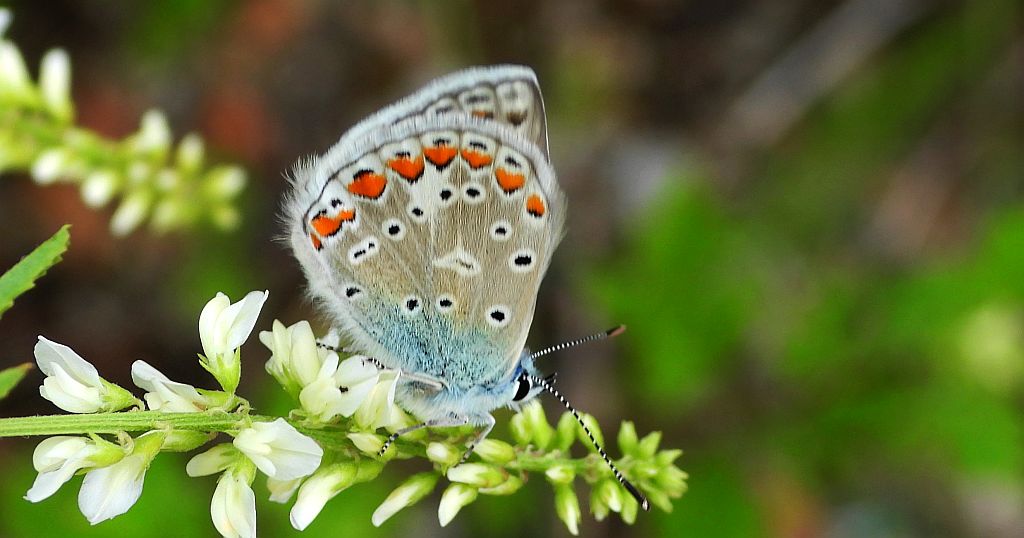 Modraszek ikar (Polyommatus icarus)