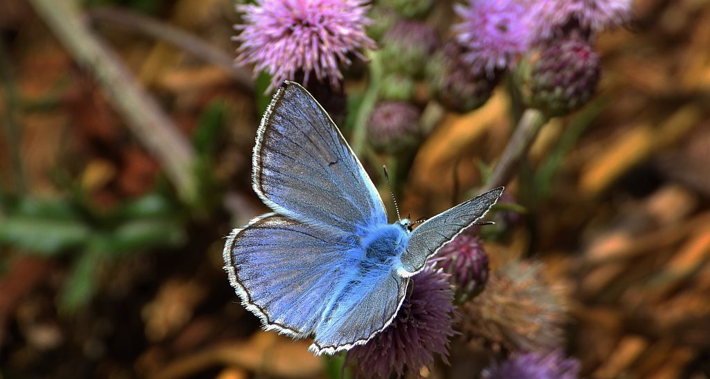 Modraszek dafnid (Polyommatus daphnis)