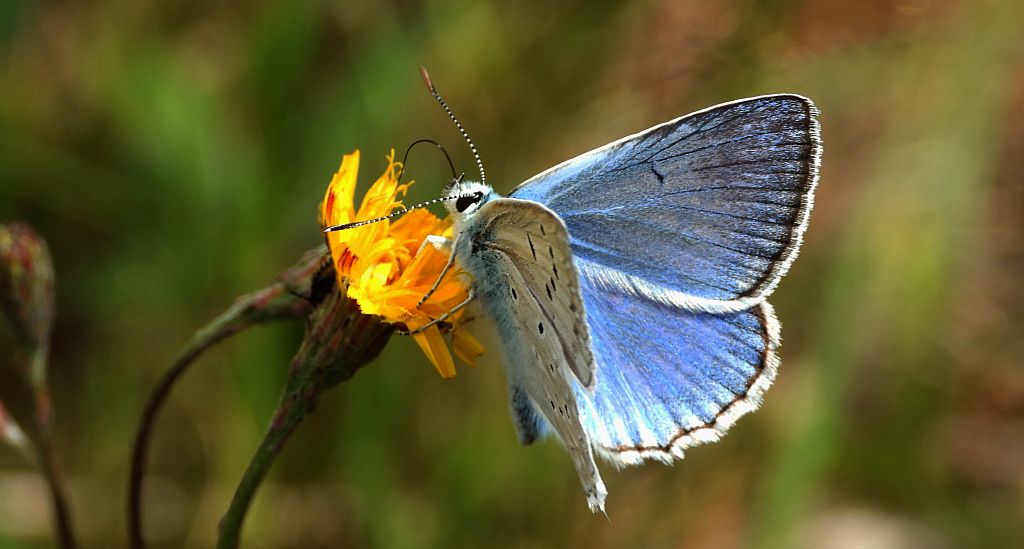 Modraszek dafnid (Polyommatus daphnis)
