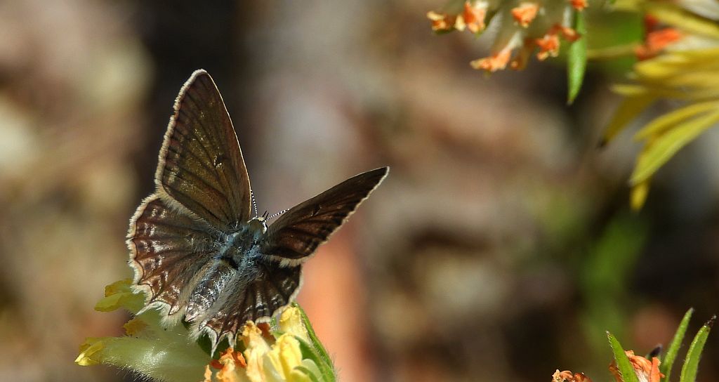 Modraszek dafnid (Polyommatus daphnis)