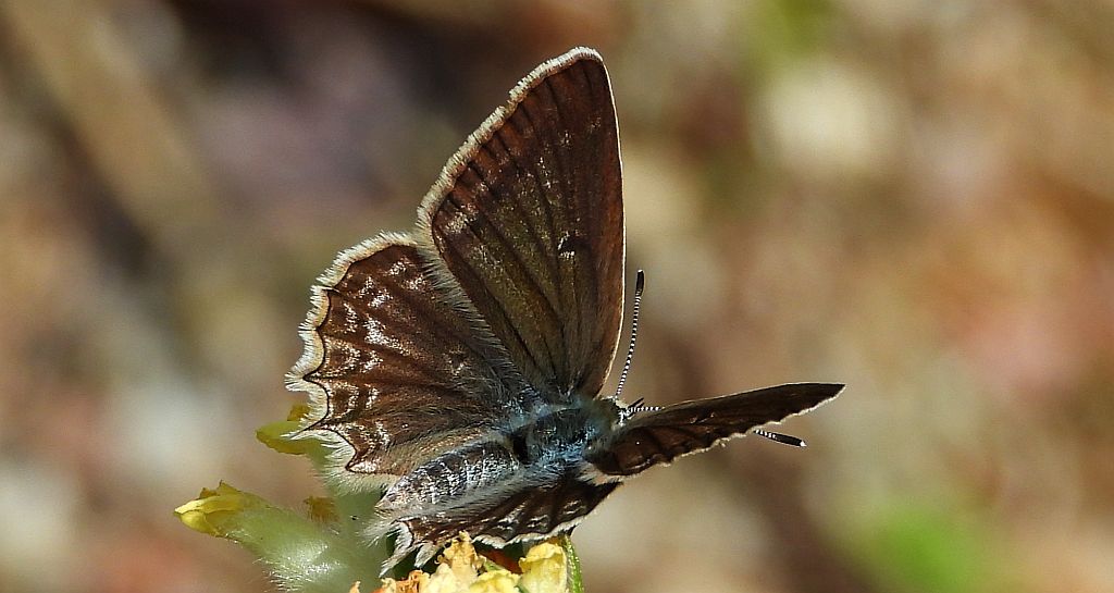 Modraszek dafnid (Polyommatus daphnis)