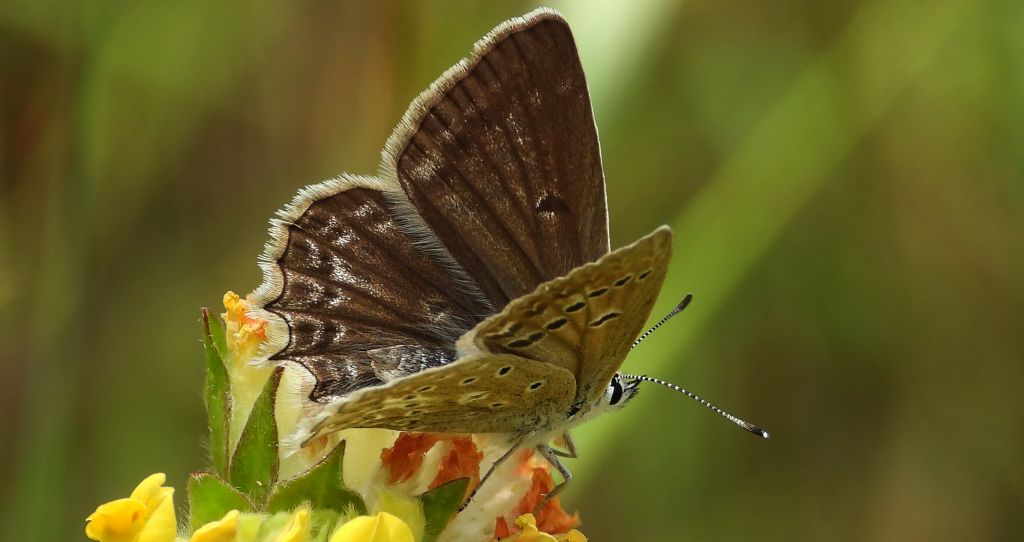 Modraszek dafnid (Polyommatus daphnis)