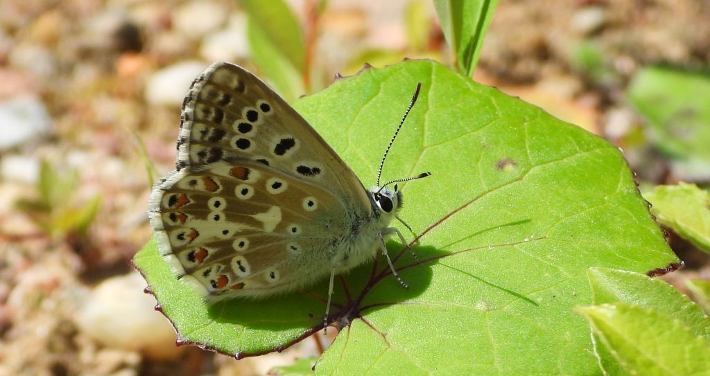 Modraszek korydon (Polyommatus coridon)