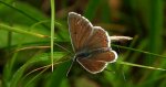 Modraszek agestis (Aricia agestis)