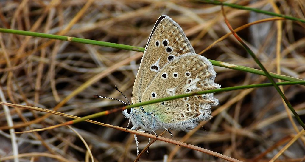 Modraszek dafnid (Polyommatus daphnis)