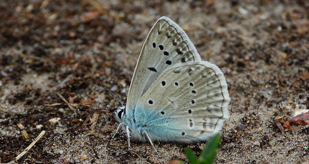 Modraszek dafnid (Polyommatus daphnis)
