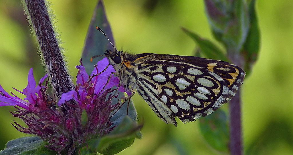 Rojnik morfeusz (Heteropterus morpheus)