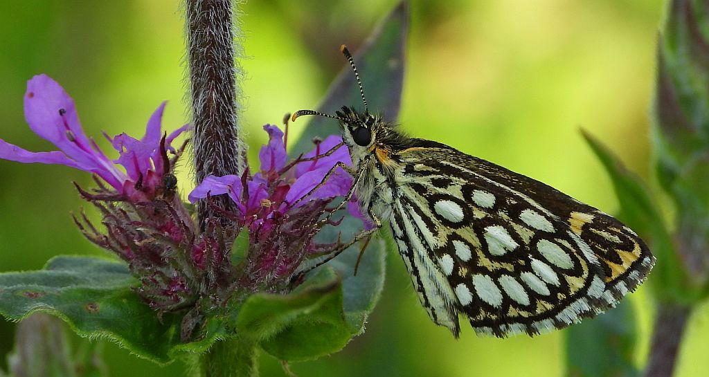 Rojnik morfeusz (Heteropterus morpheus)