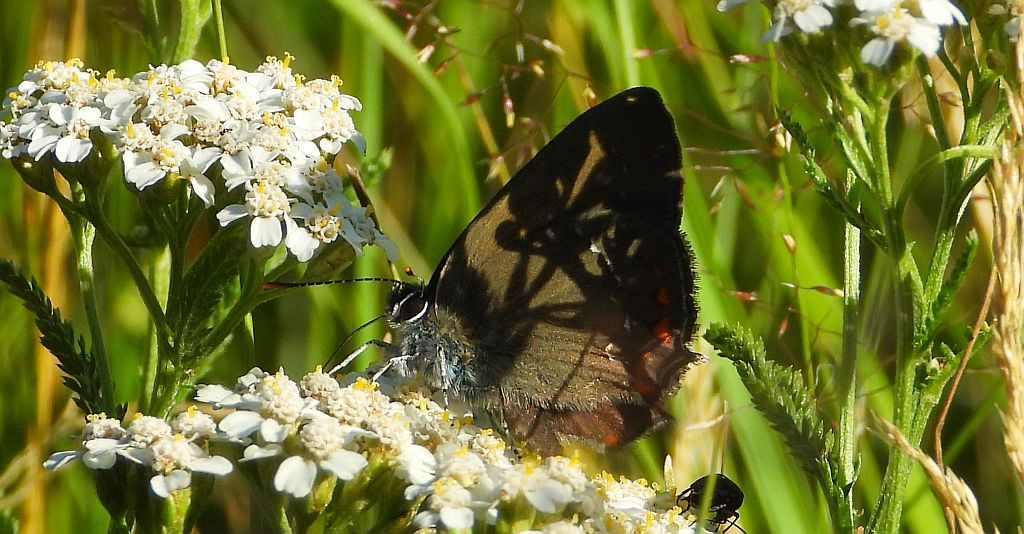 Ogończyk ostrokrzewowiec (Nordmania ilicis)