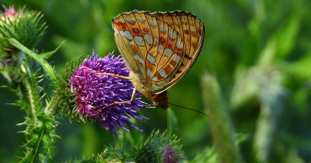 Dostojka adype (Argynnis adippe)