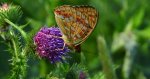 Dostojka adype (Argynnis adippe)
