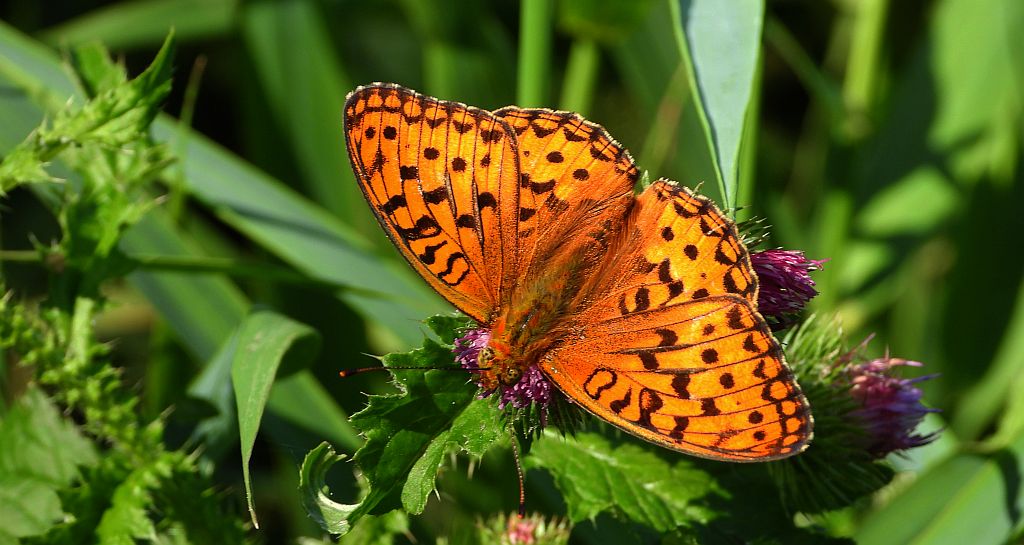 Dostojka adype (Argynnis adippe)