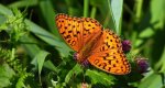 Dostojka adype (Argynnis adippe)