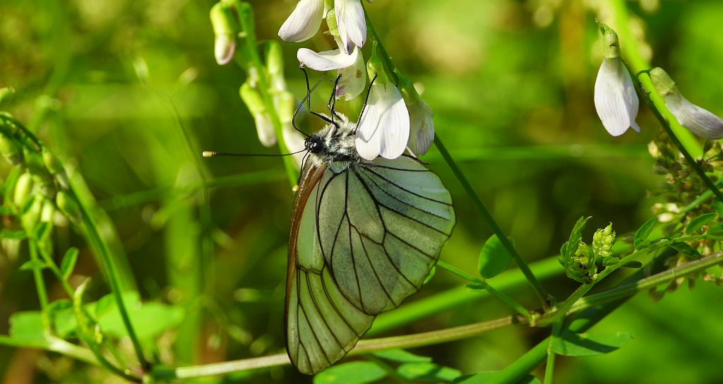 Niestrzęp głogowiec (Aporia crataegi)