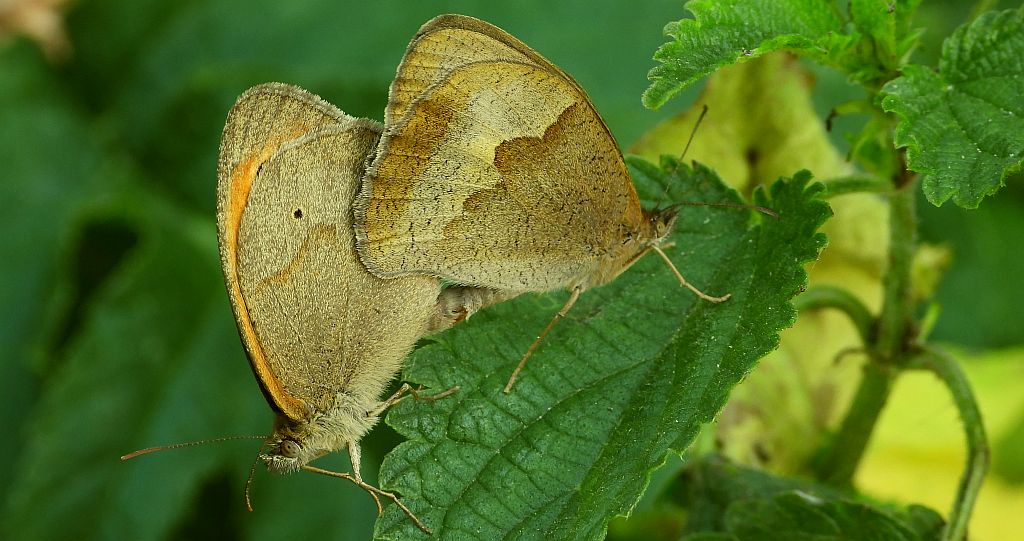 Przestrojnik jurtina (Maniola jurtina)