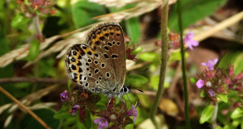 Modraszek idas (Plebejus idas)