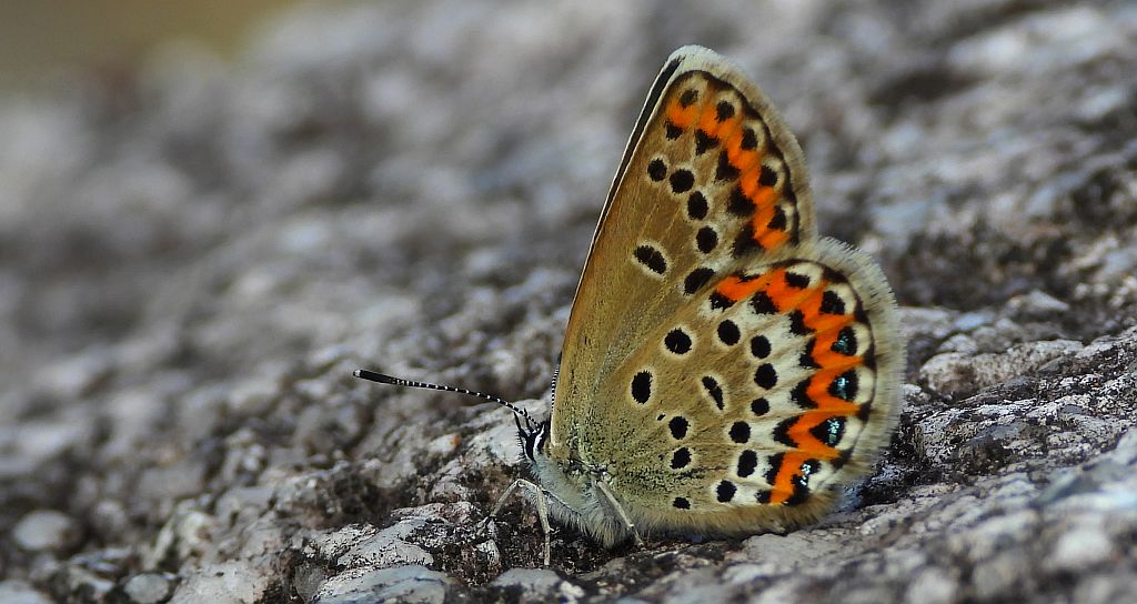 Modraszek idas (Plebejus idas)