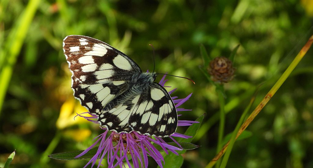 Polowiec szachownica (Melanargia galathea syn. Agapetes galathea)