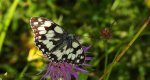Polowiec szachownica (Melanargia galathea syn. Agapetes galathea)