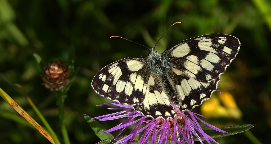 Polowiec szachownica (Melanargia galathea syn. Agapetes galathea)