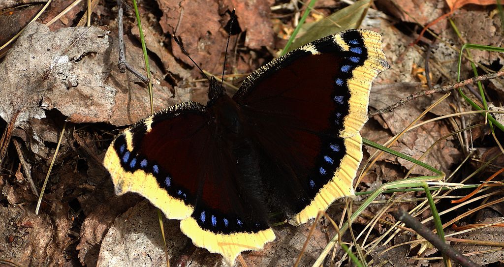 Rusałka żałobnik (Nymphalis antiopa)