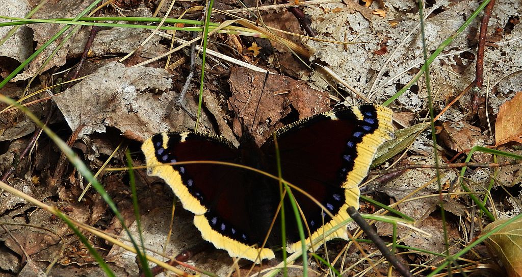 Rusałka żałobnik (Nymphalis antiopa)