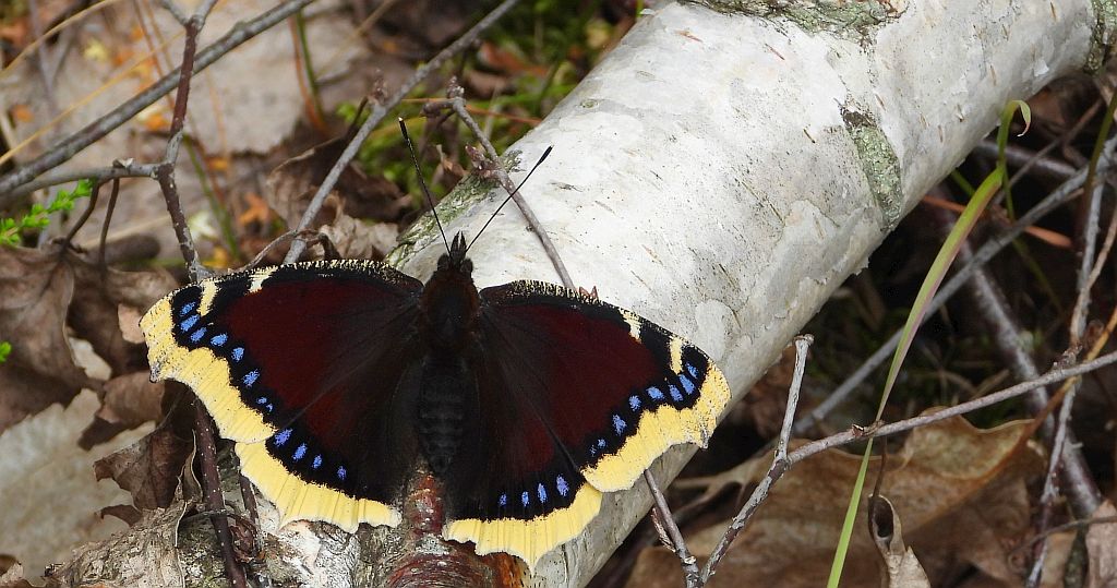 Rusałka żałobnik (Nymphalis antiopa)