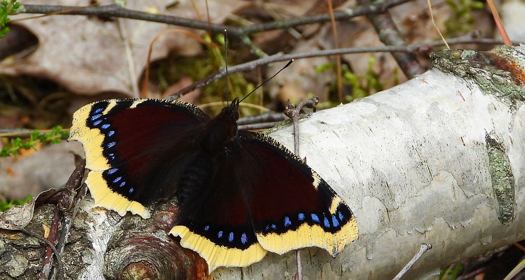 Rusałka żałobnik (Nymphalis antiopa)