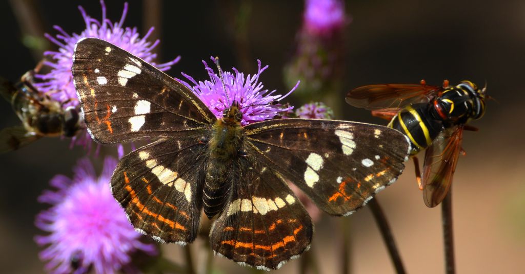 Rusałka kratkowiec (Araschnia levana)