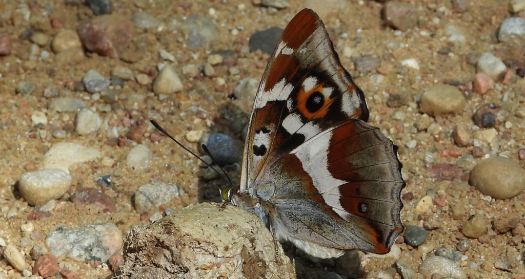 Mieniak tęczowiec (Apatura iris)