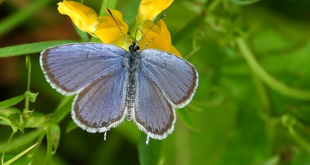 Modraszek argiades (Cupido argiades)