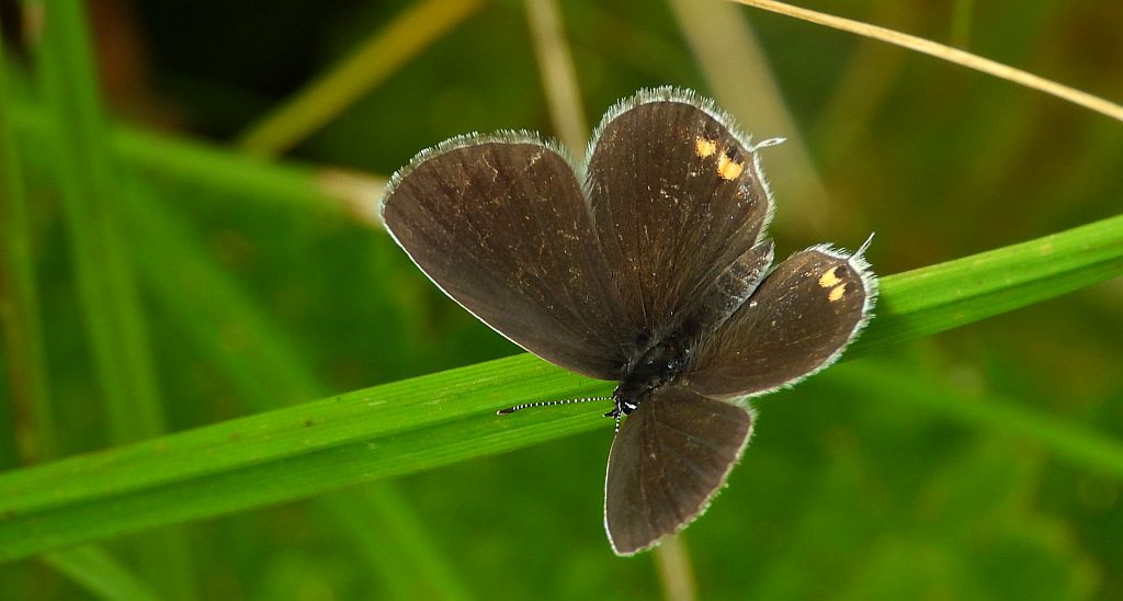 Modraszek argiades (Cupido argiades)